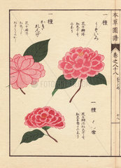 Pink camellias Usuiro   Hatsuyuki and Kakirenge Thea japonica Nois. flore pleno forma