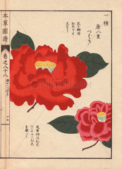 Crimson camellia Touyahe tsubaki Thea japonica Nois. flore semipleno forma