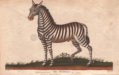 African zebra or Equus zebra.