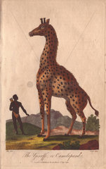 Giraffe or camelopard  towering over a native with bow and arrows. Giraffa camelopardalis