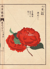 Scarlet camellia Toushishi Thea japonica Nois flore semipleno forma