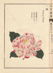 White camellia with crimson dots Karanishiki Thea japonica Nois flore semipleno forma