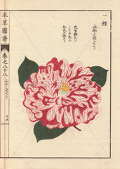 Pink and white camellia Miyakomeguri Thea japonica Nois. flore semipleno forma