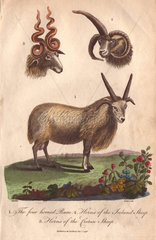 Four-horned ram (Ovis aries) and horns of the Iceland sheep and Cretan sheep