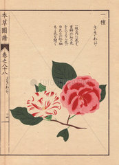 White and scarlet camellias Sakiwake Thea japonica Nois. flore pleno forma