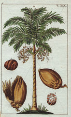 Areca palm tree with fruit - areca nut Areca catechu