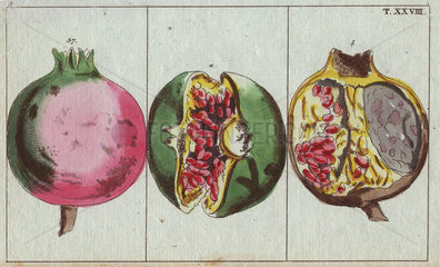 Pomegranate fruit  open showing seeds (arils) and section through fruit. Punica granatum