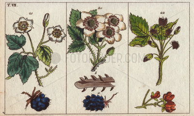Blackberry  dewberry and stone bramble Rubus fruticosus  Rubus caesius  Rubus saxatilis