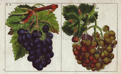 Varieties of grapes  white and blue Vitis vinifera