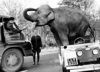 Elefant Autofahrer Diskussion