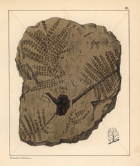 Fossil fern  Pecopteris Sulziana