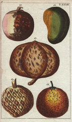 Varieties of tropical fruits: mango  mangosteen  mammee apple  sapodilla and custard apple. Mangifera indica  Garcinia mangostana  Mammea  Manilkara zapota and Annona reticulata