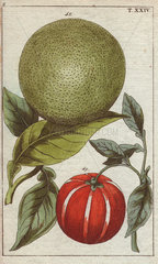 Large grapefruit-like fruit tree native to Southeast Asia. Citrus decumana