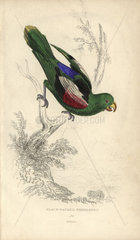 Red-winged parrot (Aprosmictus erythropterus)