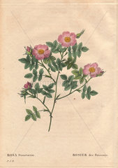 Pale pink thicket rose (Rosa dumetorum). Rosier des Buissons.