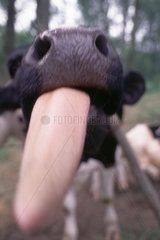 Kuh mit langer Zunge