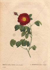 Deep velvety crimson rose also known as The Fair Sultana or La Belle Sultane (Rosa gallica maheka). Le Maheka a' fleurs simples.