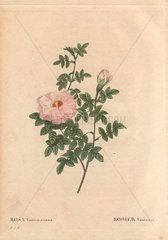 Ventenat's Rose with pale pink flowers (Rosa ventenatiana). Rosier Ventenat.