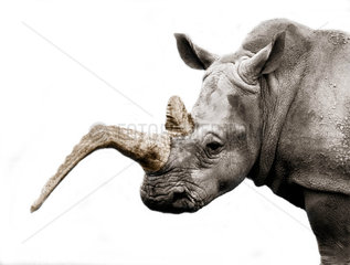 Nashorns Horn ist kaputt