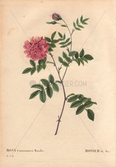 May Rose with fluffy pink flowers (Rosa cinnamomea maialis). Rosier de Mai.