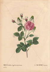 Pink and crimson fluffy French rose. Rosa gallica agatha incarnata. L'Agathe carnee.
