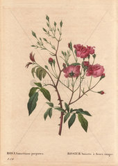 Pink noisette rose with dusty pink and crimson flowers (Rosa noisettiana purpurea). Rosier Noisette a' fleurs rouges.