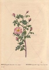 Double red burnet rose with pale pink flowers (Rosa pimpinellifolia rubra). Rosier Pimprenelle rouge (VarieueLteueL a' fleurs doubles).