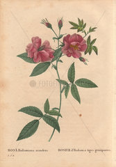 Climbing Hudson's rose with dusty pink flowers (Rosa hudsoniana scandens). Rosier duefHudson a' tiges grimpantes.