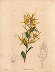 Anthocercis littorea Yellow tailflower