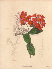 Rondeletia odorata 53 Fragrant Panama rose