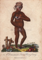 Domesticated orang utan (female) wearing a striped bandana Pongo pygmaeus