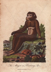 Magot or Barbary ape (Macaca sylvanus)