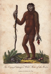The Orang Utan or Wild Man of the Woods (Pongo pygmaeus) holding a stick.