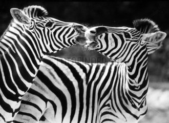 kuessende Zebras
