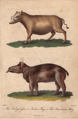 Indian hog or Babyroussa (Babyrousa babyrussa) and American hog