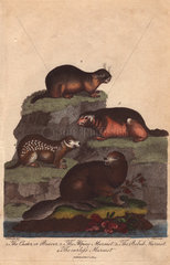 Beaver  alpine marmot  bobak marmot and earless marmot Castor canadensis  Marmota marmota  Marmota bobak