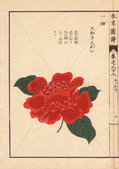 Crimson Japanese camellia Daiwa sangai Thea japonica Nois.