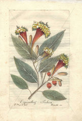 Cornucopian shrub (Copianthus indica)