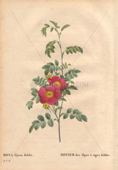 Decumbent alpine rose with crimson and yellow flowers (Rosa alpina debilis). Rosier des Alpes a' tiges foibles