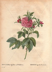 Rosa Gallica Agatha (var. Prolifera) with crimson rosebuds and purplish pink flowers Rosier Agathe Prolife're
