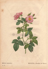 Fuzzy Prairie Rose (R. setigera var. tomentosa) with pink flowers. Rosa rubifolia. Rosier a feuilles de Ronce