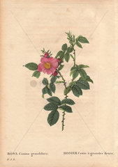 Large-flowered dog rose with pink flowers.