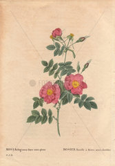 The semi-double sweetbriar rose with pink and yellow flowers (Rosa rubiginosa flore semi-pleno). Rosier Rouille a' fleurs semi-doubles.