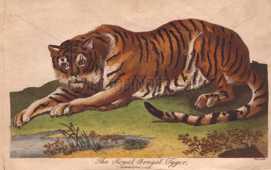Royal Bengal Tiger Panthera tigris tigris