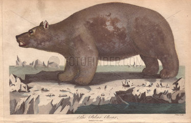 Polar bear  Ursus maritimus  standing on ice floe