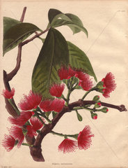 Eugenia malaccensis Malay apple