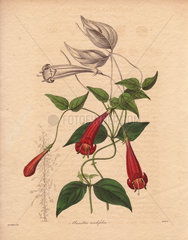 Manettia cordifolia Firecracker vine