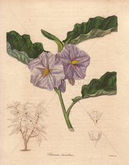 Solanum lanatum