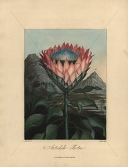 Artichoke or King protea  Protea cynaroides