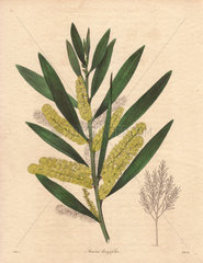 Acacia longifolia Long-leaved acacia